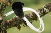 RareForestBirds (1)